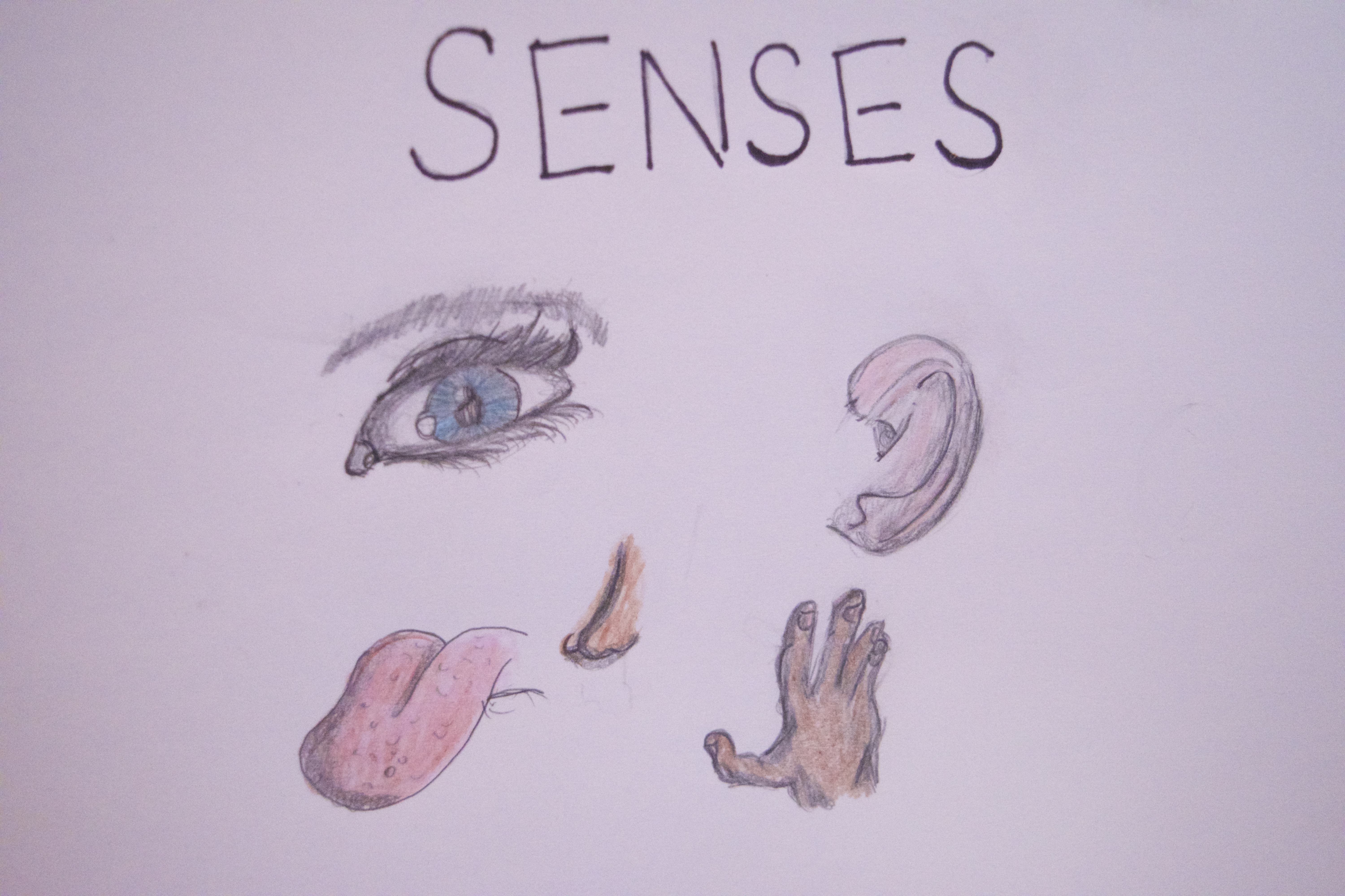 9-yr-old sketches of the senses