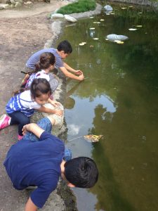 And on their way out, they had to pass the Japanese Gardens for a quick leaf-boat race down the stream. It was also a good place to inspect tadpoles.